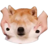 Perritos Random 2 11