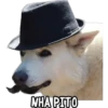 Perritos Random 3 5