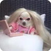 Perritos Random 2 13