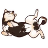 Shiba inu Blixa 13