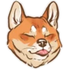 Shiba inu Blixa 14