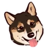 Shiba inu Blixa 15