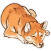 Shiba inu Blixa 16