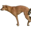 Perritos Random 2 18
