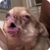Perritos Random 3 7