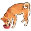 Shiba inu Blixa 17