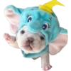 Filhote Dumbo