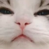 Memes uwu 4 21