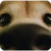 Perritos Random 3 9