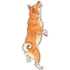 Shiba inu Blixa 19