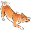 Shiba inu Blixa 20