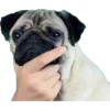 Perritos Random 2 21