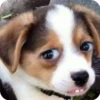 Perritos Random 3 10