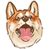Shiba inu Blixa 21