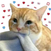 Memes uwu 4 25