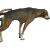 Perritos Random 2 27