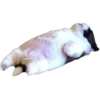 Perritos Random 2 28