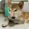 Perritos Random 2 29