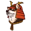 Shiba inu Blixa 30