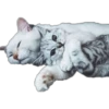 Kittens 6