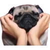 Pug Mood 5