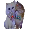 Kittens 7