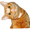 Kittens 8