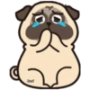 Pug Animado 7