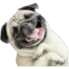 Pug Mood 6