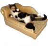 Kittens 10