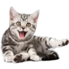 Kittens 11