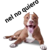 Perros pitbull 5