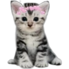 Kittens 13