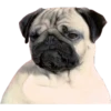 Pug Mood 7