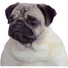 Pug Mood 8