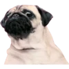 Pug Mood 9