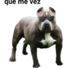 Perros pitbull 6