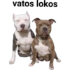 Perros pitbull 7
