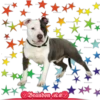 Perros pitbull 8