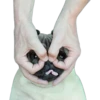 Pug Mood 10