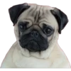 Pug Mood 11
