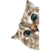 Kittens 16