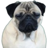 Pug Mood 12