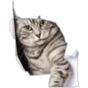 Kittens 17