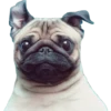 Pug Mood 13