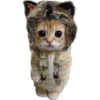 Kittens 18