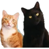 Kittens 19