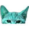 Kittens 20