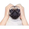 Pug Mood 14