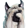Pug Mood 15